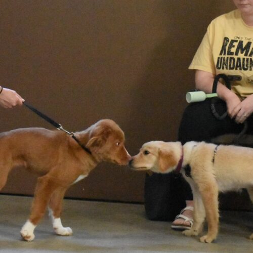 Socialization for Puppies: Building Confidence Early