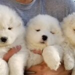 introduce your puppy