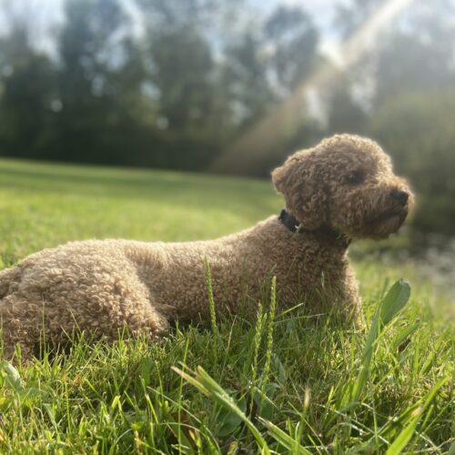 Dog’s Perspective of Leadership