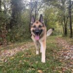 Canine Personality Types