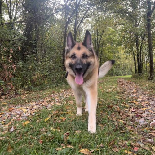 Your Dog’s Personality? – Canine Personality Types Part II