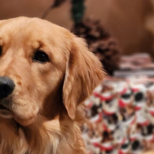 Holiday Safety Tips for Dogs