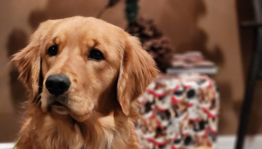 Holiday Safety Tips for Dogs