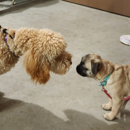 The Do’s and Don’ts of Socializing Your Puppy