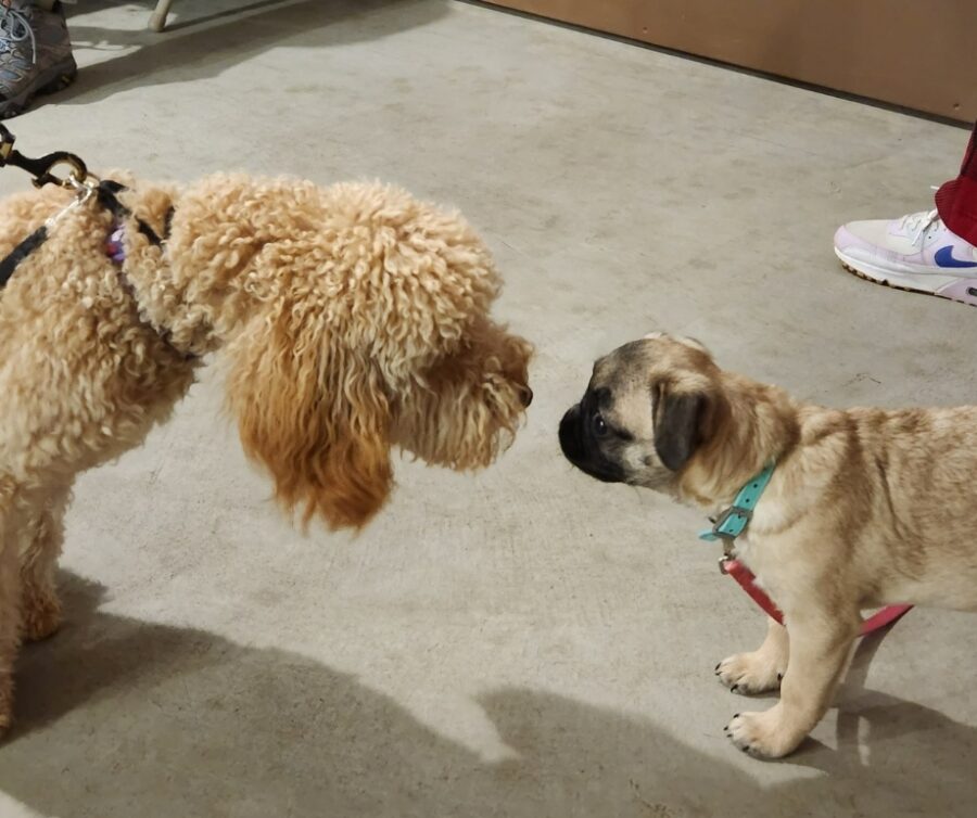 The Do’s and Don’ts of Socializing Your Puppy