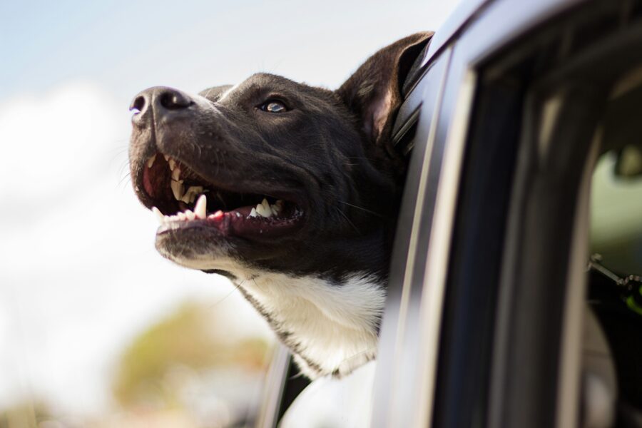 How to Help Your Dog Enjoy Car Rides