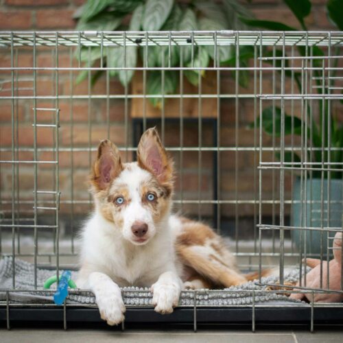 Creating a Safe Space for Your New Puppy: Crate Training Tips