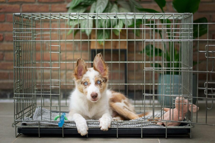 Creating a Safe Space for Your New Puppy: Crate Training Tips