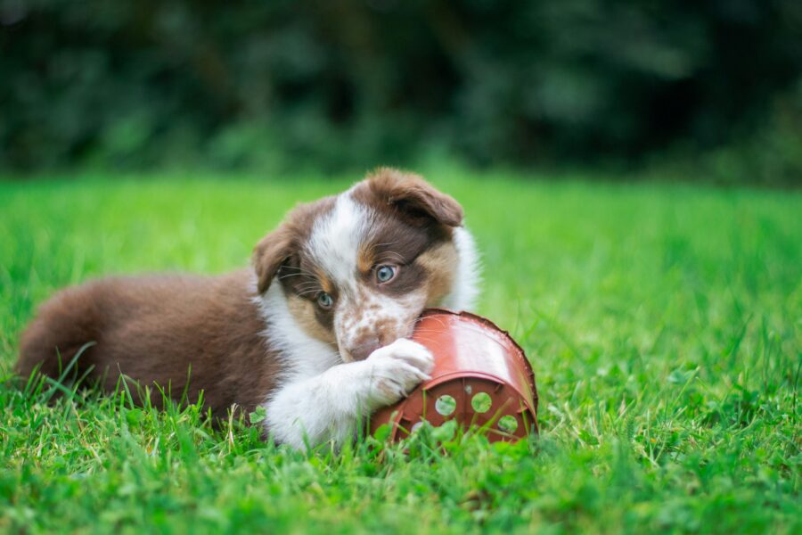 How to Correct Destructive Chewing in Dogs