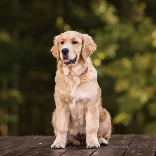 How Inconsistent Rules Create Confused Dogs