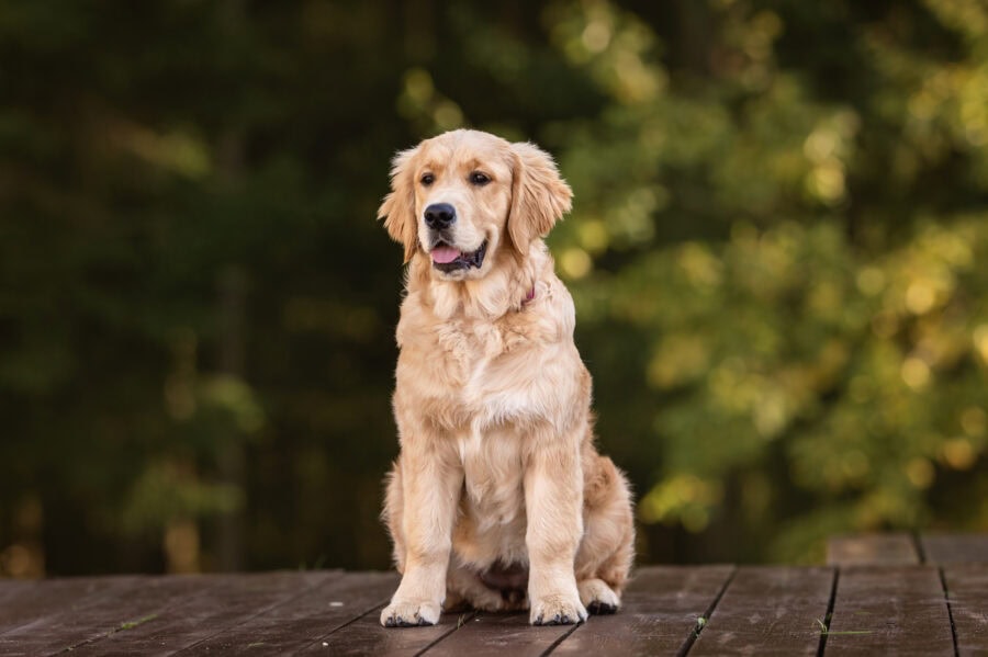 How Inconsistent Rules Create Confused Dogs