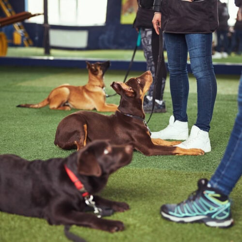 Group Lessons vs Private Lessons: What’s Best for Your Dog?