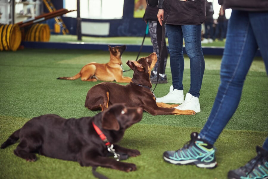 Group Lessons vs Private Lessons: What’s Best for Your Dog?
