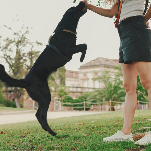 How to Get Your Dog to Stop Jumping Up on Guests