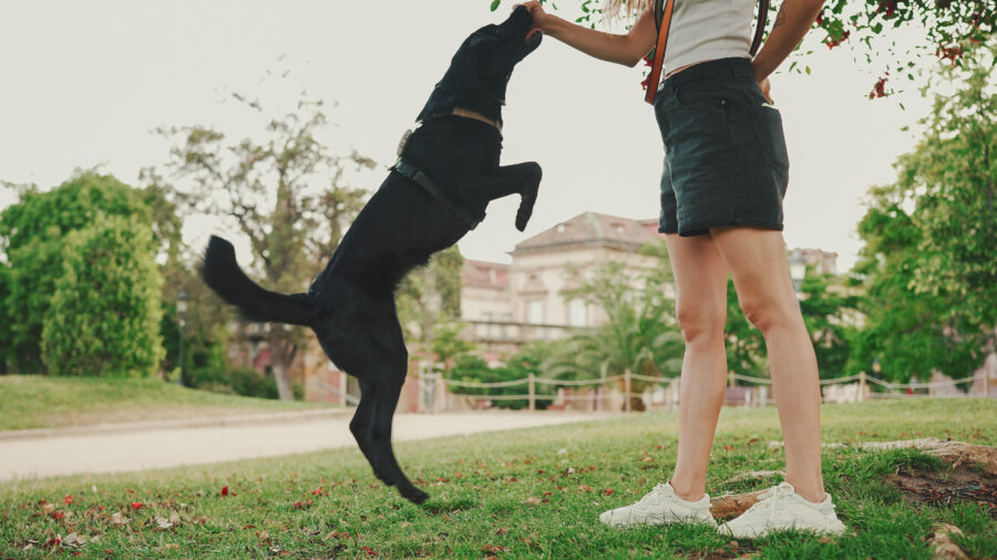 How to Get Your Dog to Stop Jumping Up on Guests