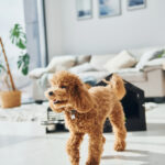 apartment living with a dog