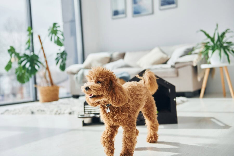 Apartment Living With a High-Energy Dog