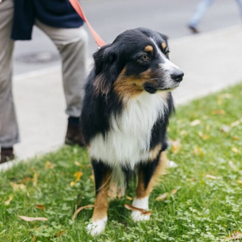 What to Do if Your Dog Has a Public Incident