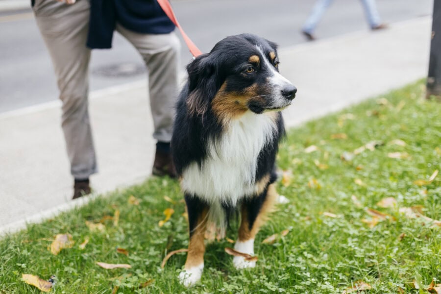 What to Do if Your Dog Has a Public Incident