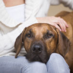 dogs and mental health