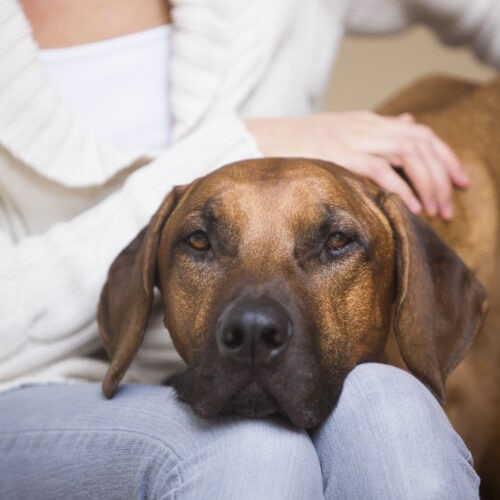 Dogs and Mental Health: How to Decide if Adoption Is the Right Step