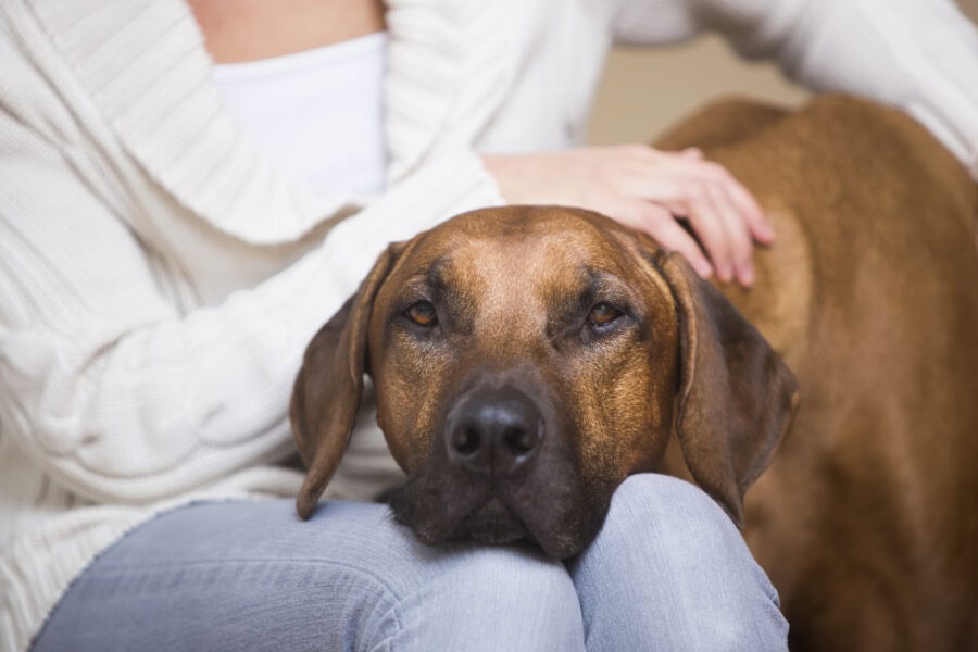Dogs and Mental Health: How to Decide if Adoption Is the Right Step