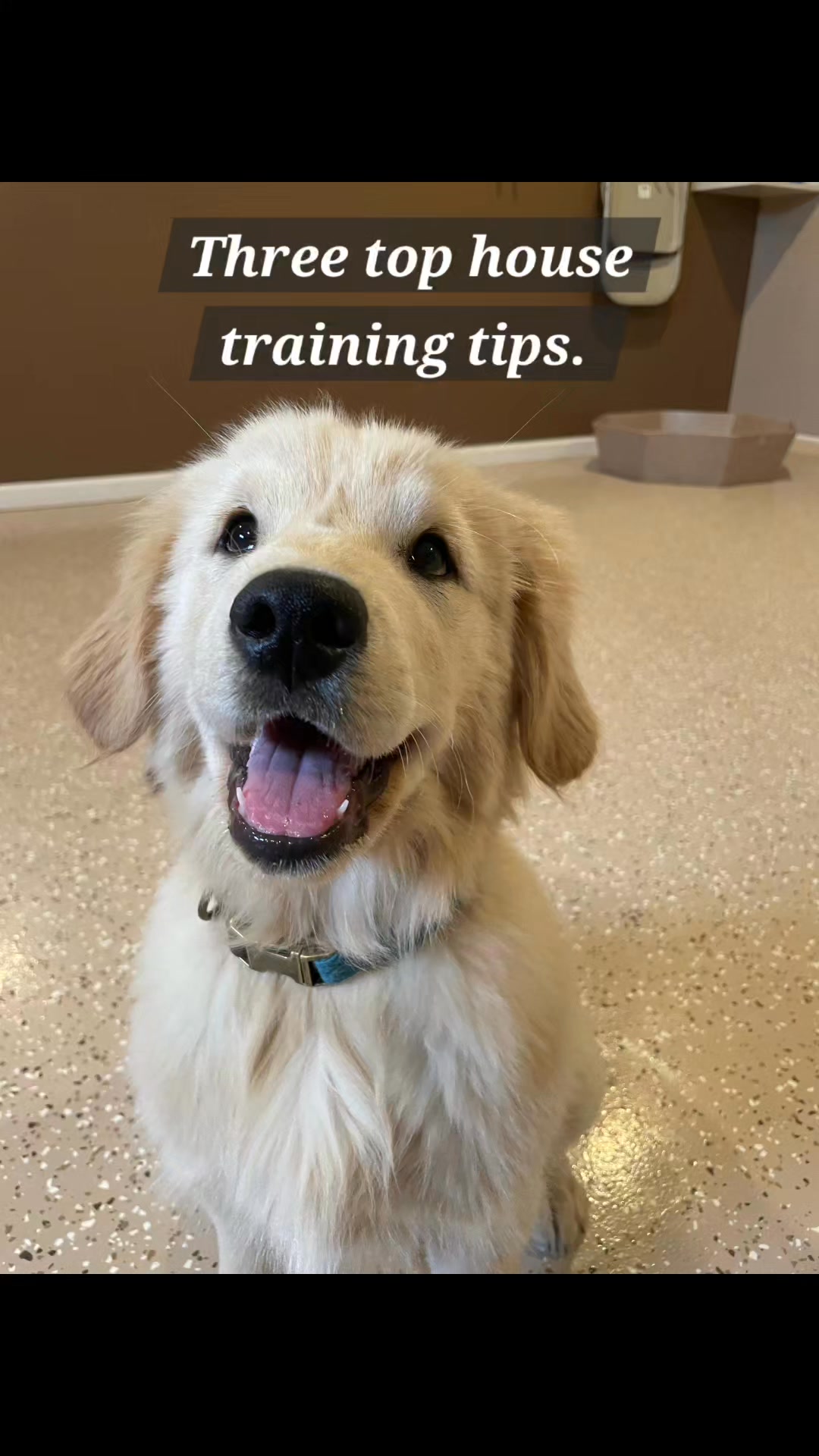 Kasten's Dog Training