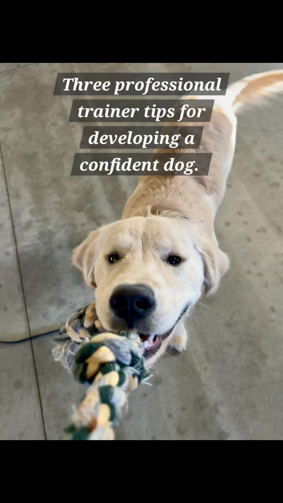 Kasten's Dog Training