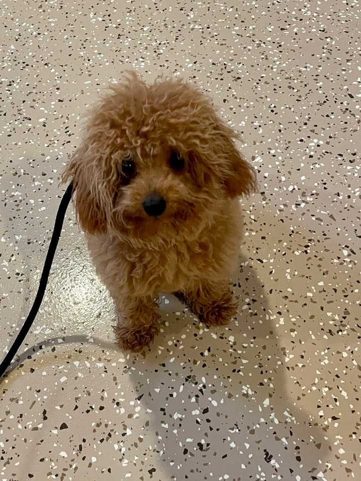 Kasten's Dog Training