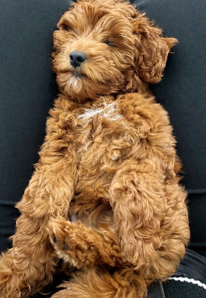 Kasten's Dog Training