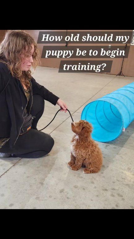 Kasten's Dog Training