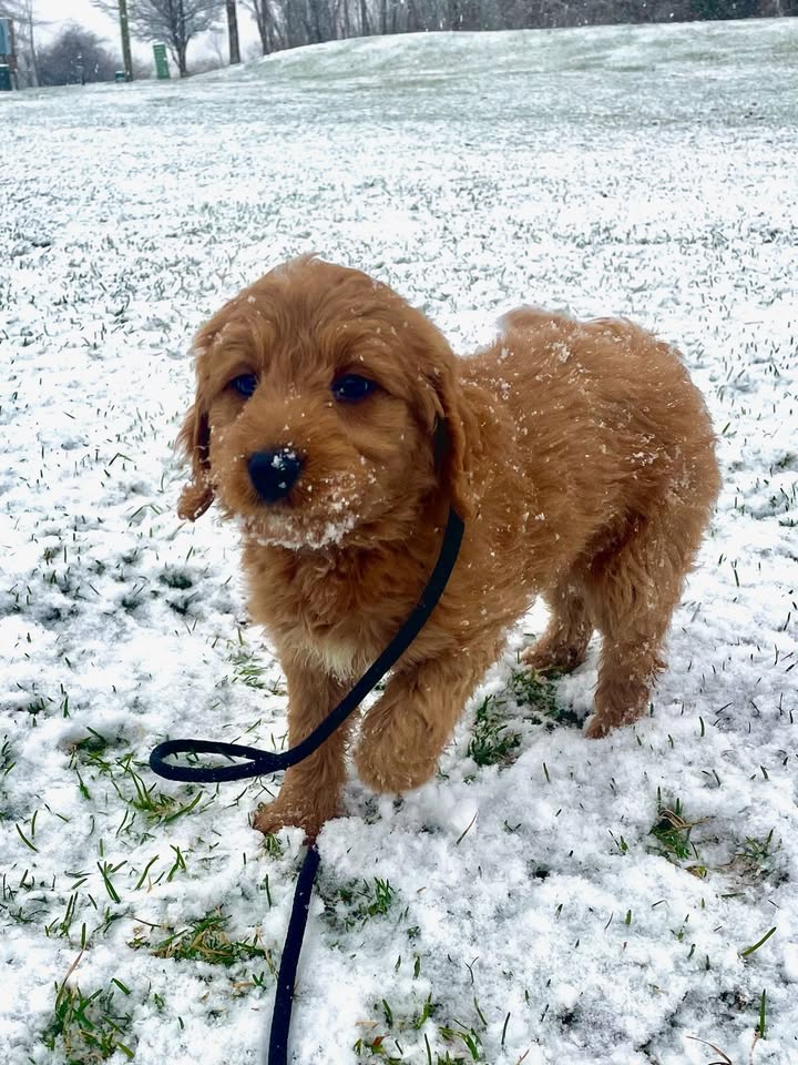 Kasten's Dog Training