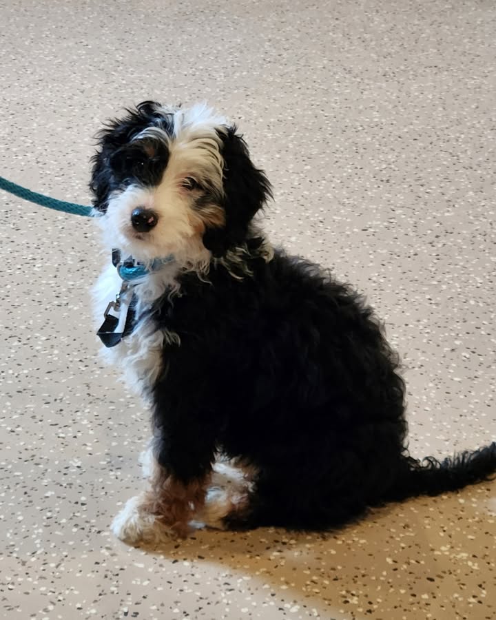 Kasten's Dog Training