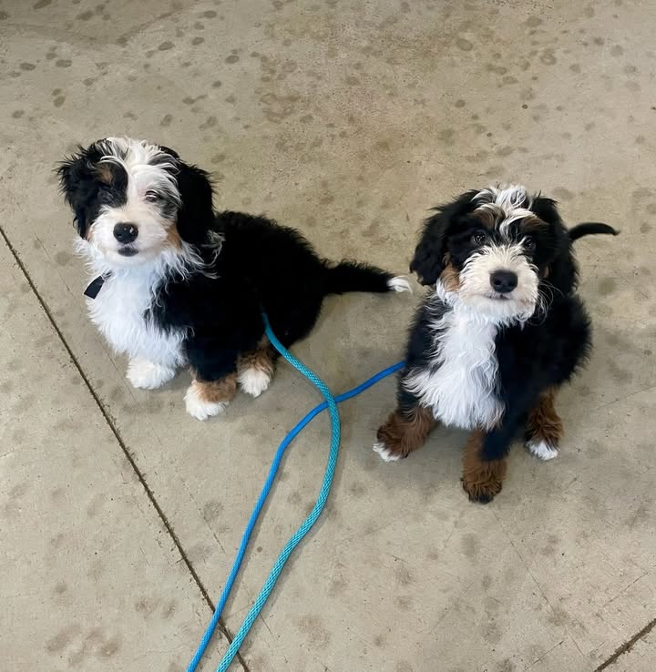 Kasten's Dog Training