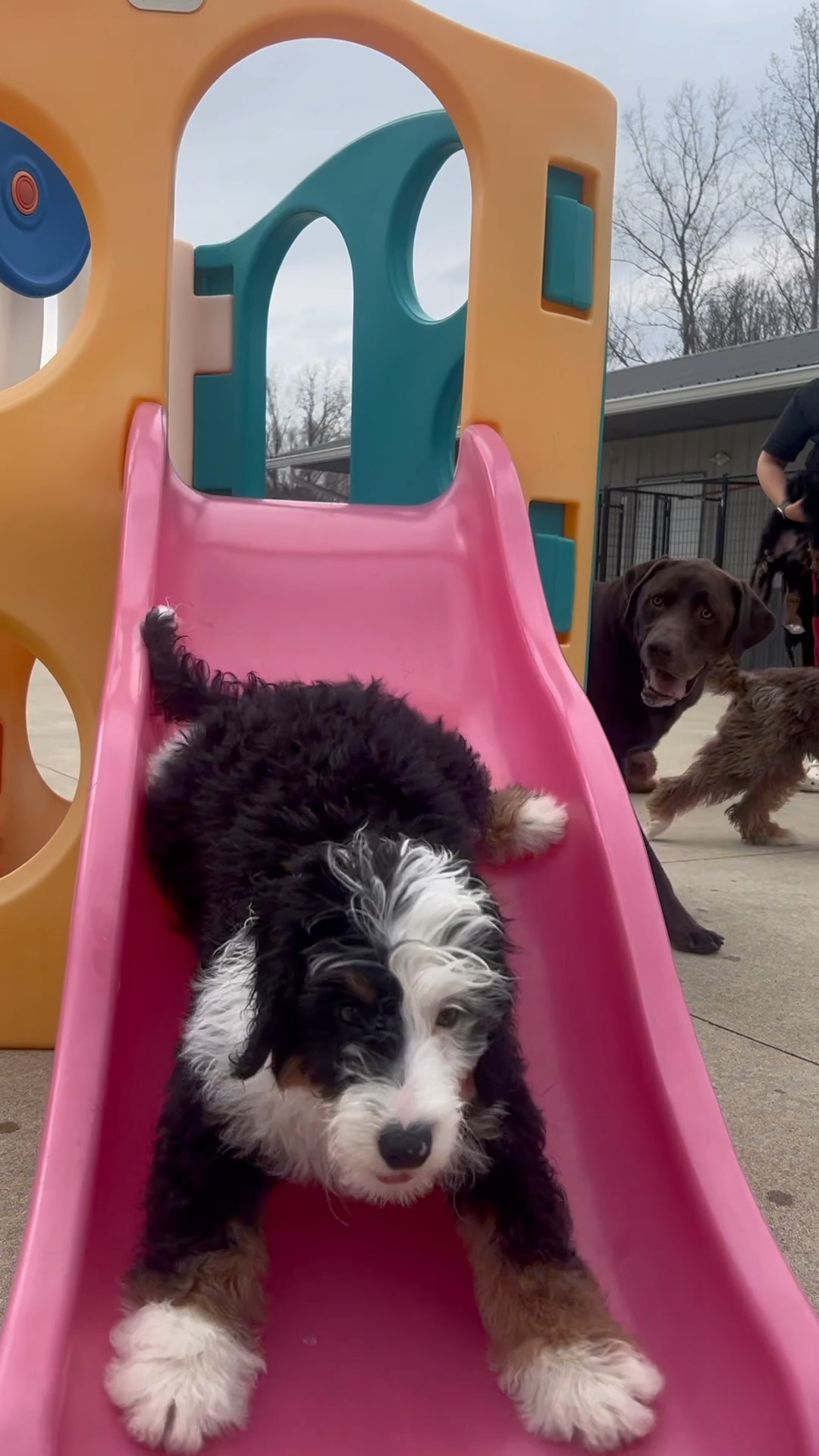 Kasten's Dog Training