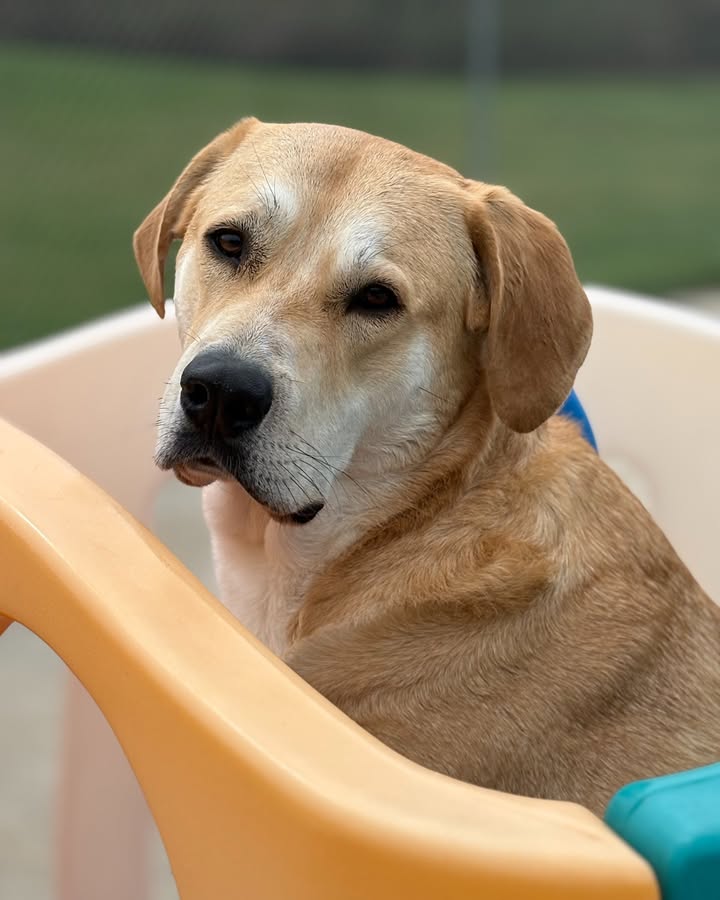 Kasten's Dog Training