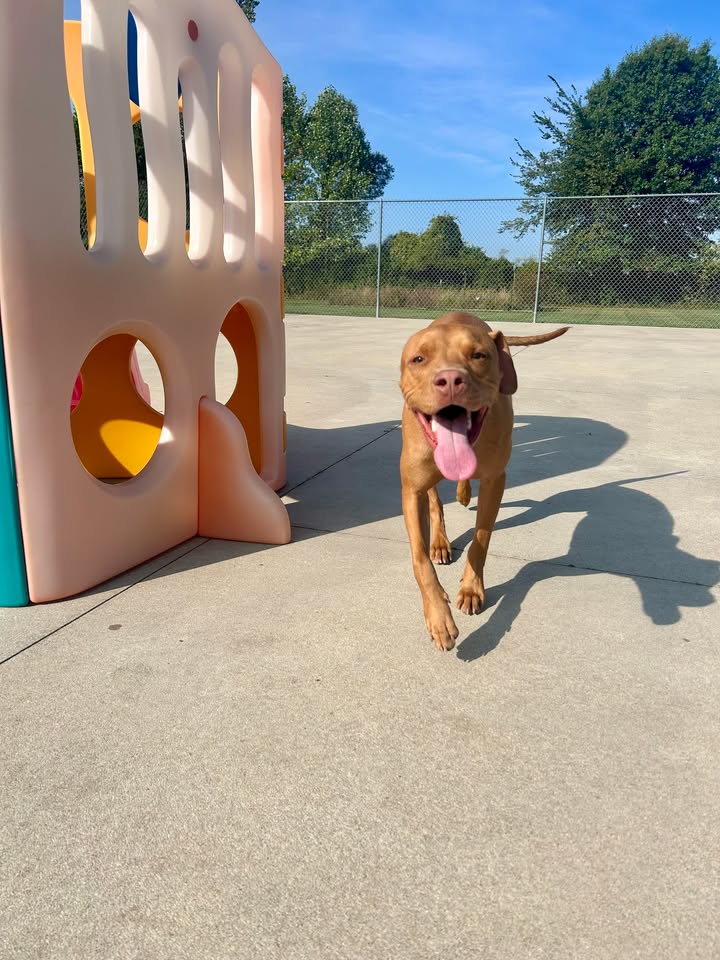 Kasten's Dog Training