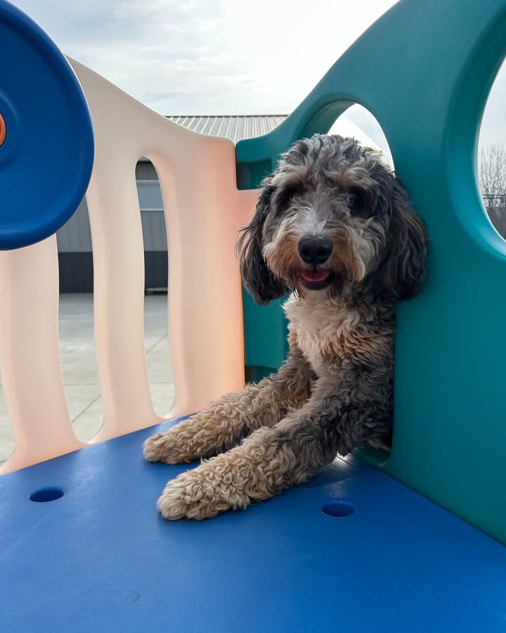 Kasten's Dog Training