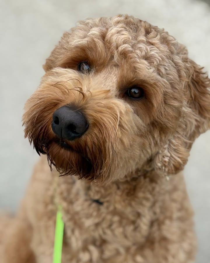 Kasten's Dog Training