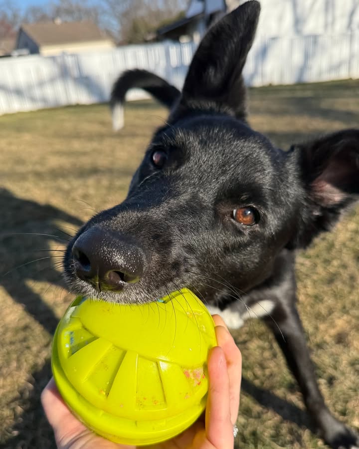 Kasten's Dog Training