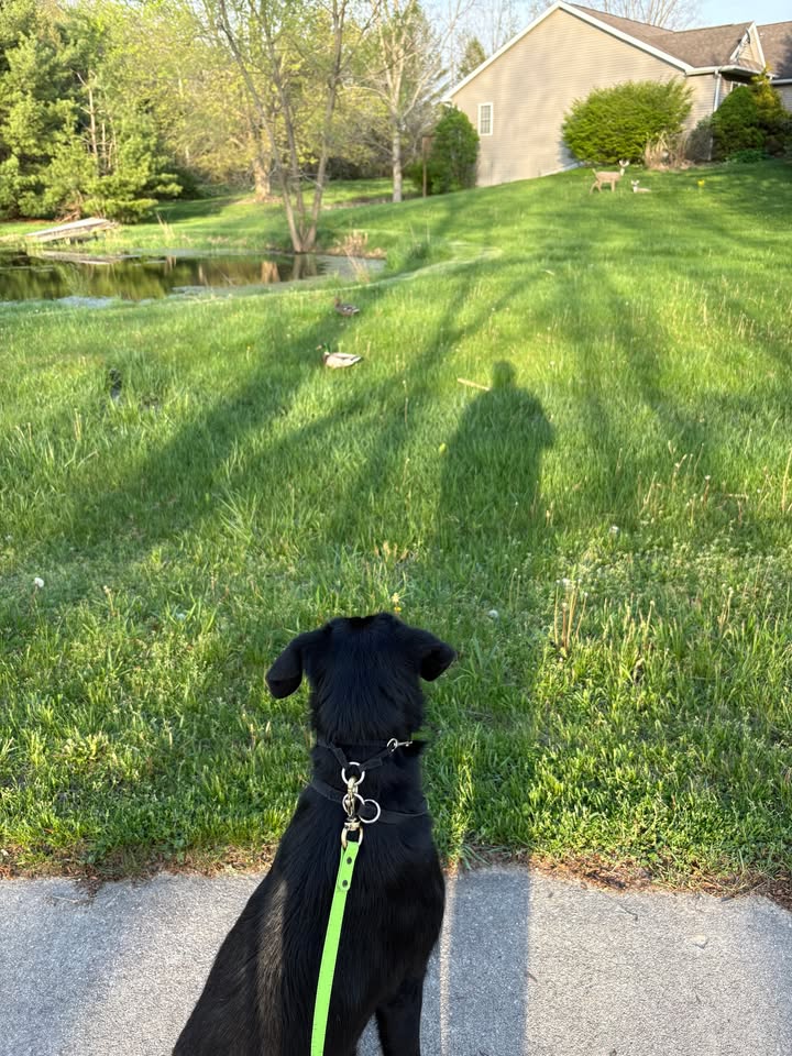 Kasten's Dog Training