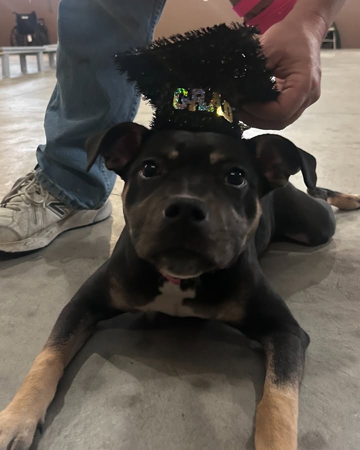 Kasten's Dog Training