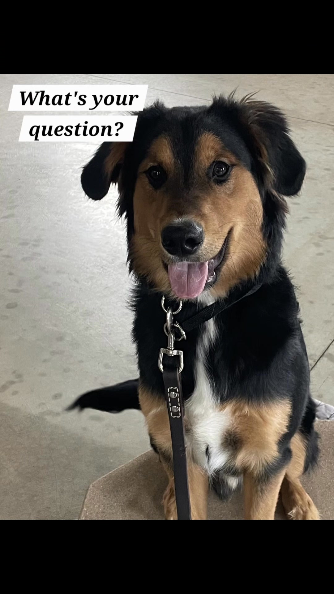 Kasten's Dog Training