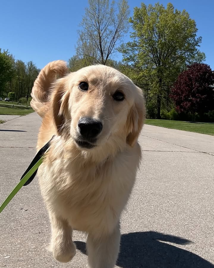 Kasten's Dog Training