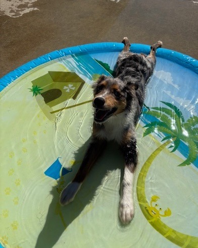Kasten's Dog Training