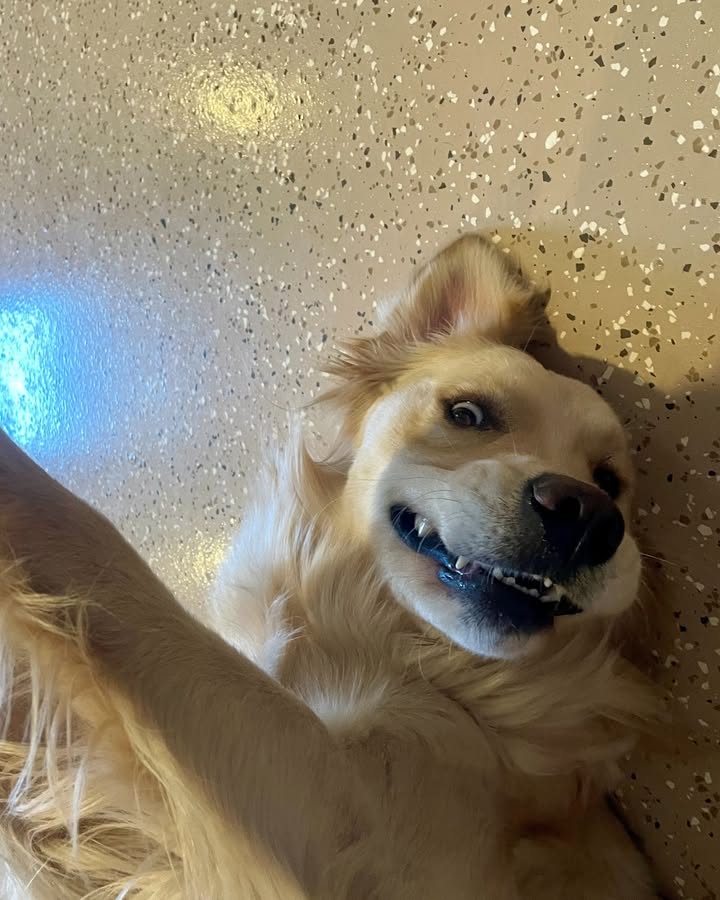 Kasten's Dog Training