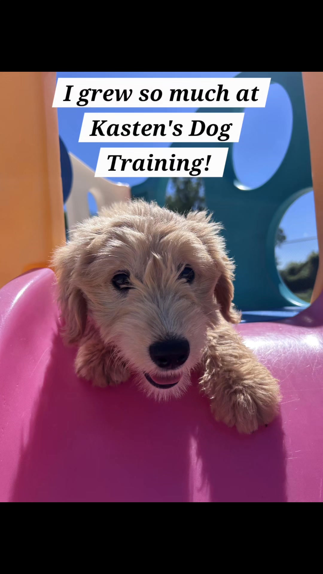 Kasten's Dog Training