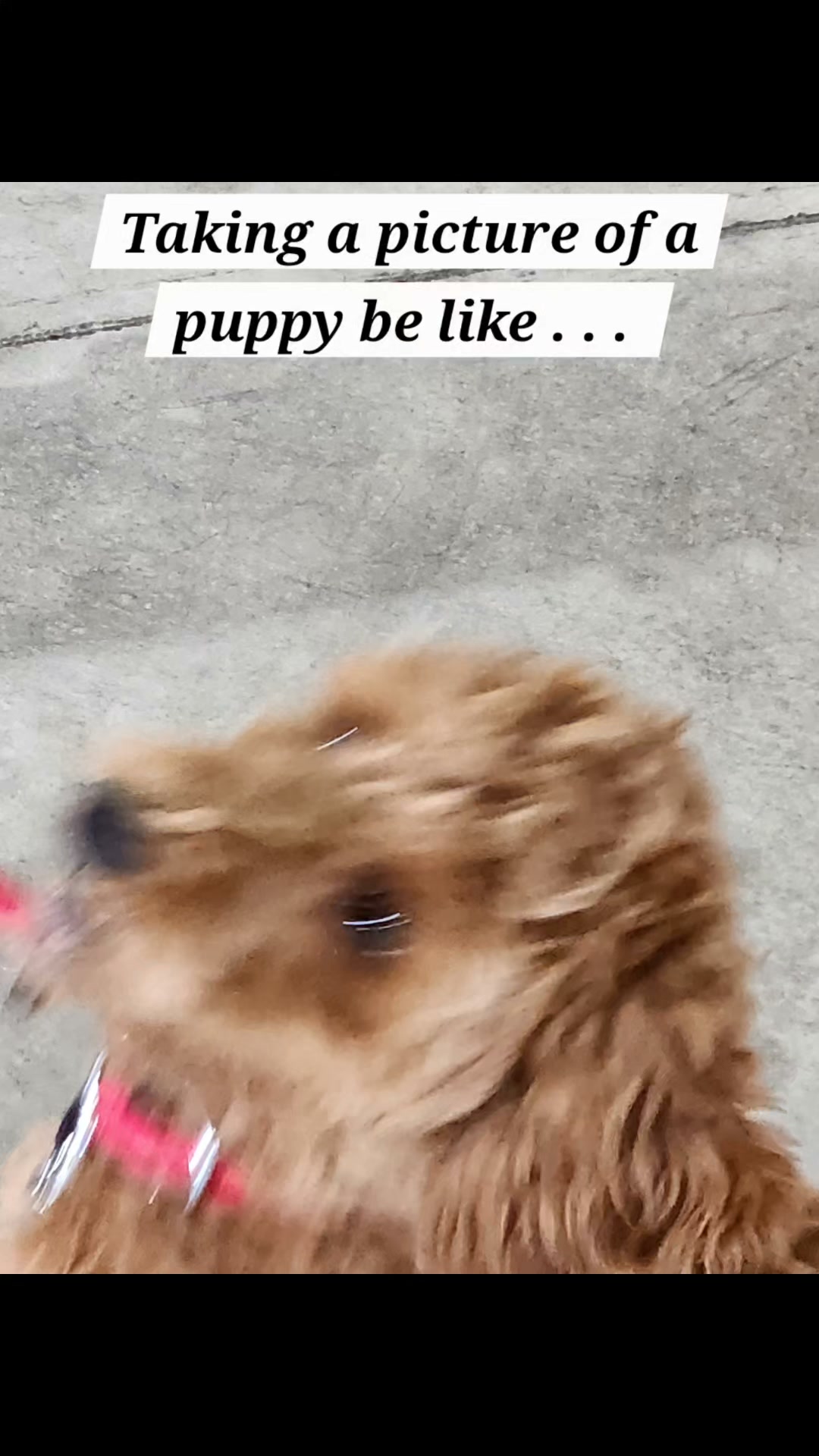Kasten's Dog Training