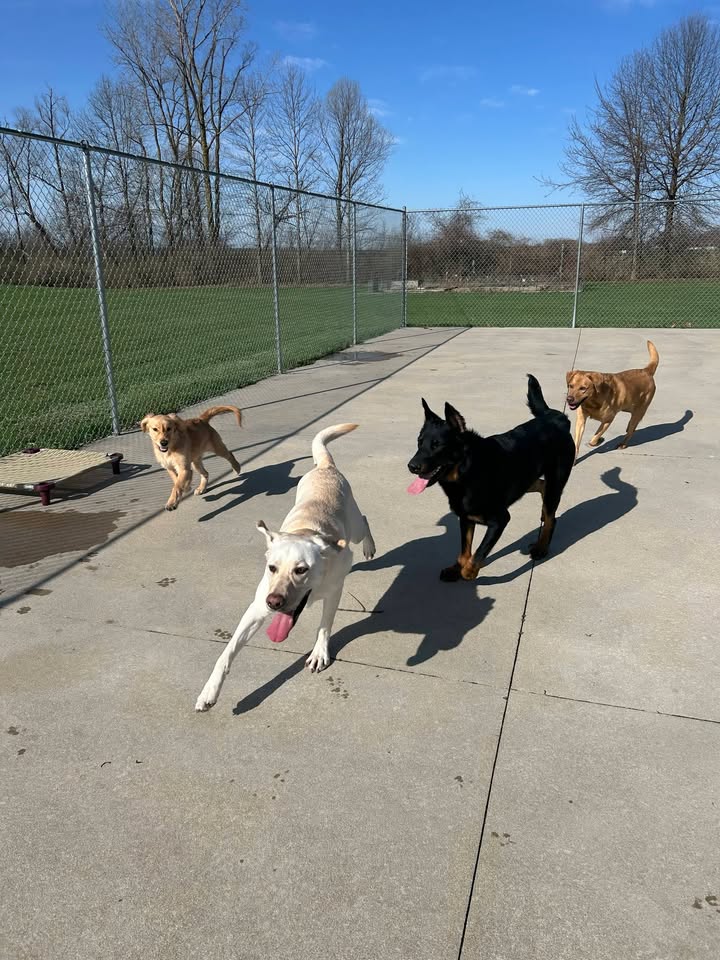 Kasten's Dog Training