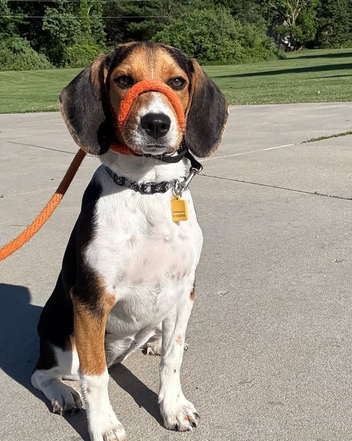 Kasten's Dog Training